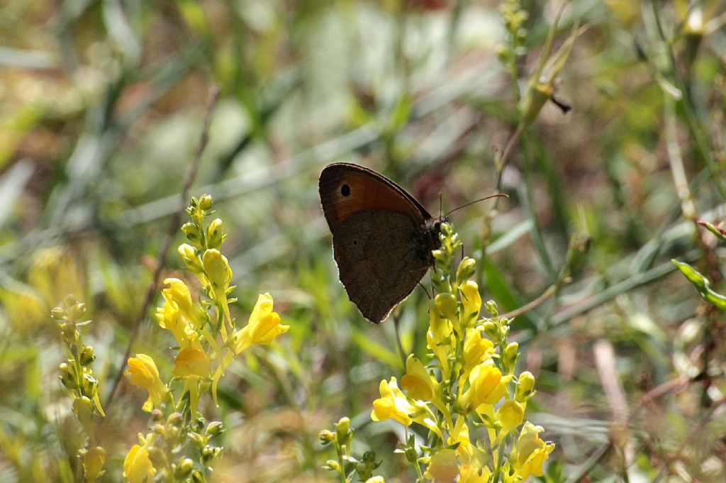 Forse Maniola jurtina